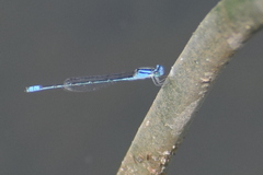 Pseudagrion spencei