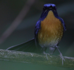 Cyornis whitei