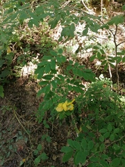 Senna pallida