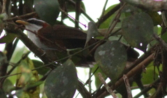 Pomatorhinus schisticeps