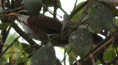 Pomatorhinus schisticeps