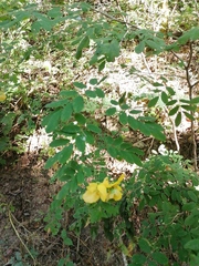 Senna pallida