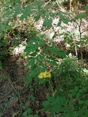 Senna pallida
