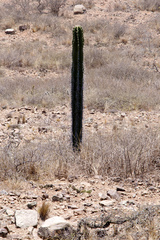 Neoraimondia herzogiana