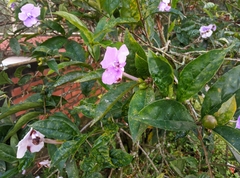 Brunfelsia grandiflora