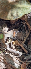 Alpaida gallardoi