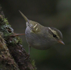 Phylloscopus claudiae