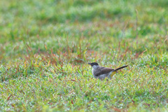 Pycnonotus aurigaster