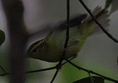Phylloscopus ricketti