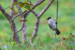 Pycnonotus aurigaster