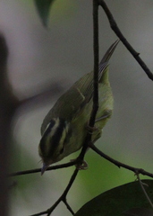 Phylloscopus ricketti