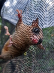 Didelphinae