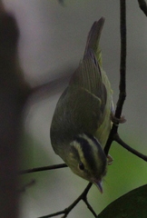 Phylloscopus ricketti