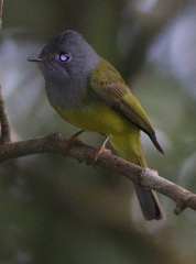 Culicicapa ceylonensis