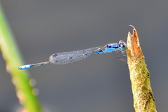 Pseudagrion spencei