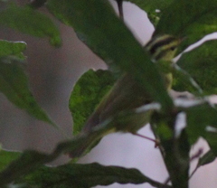 Phylloscopus ricketti