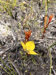 Disa tenuifolia