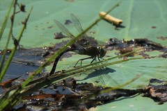 Anax gibbosulus
