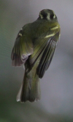 Phylloscopus claudiae