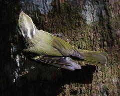 Phylloscopus claudiae