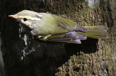 Phylloscopus claudiae