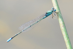 Pseudagrion decorum