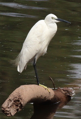 Egretta garzetta