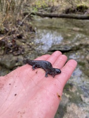 Ambystoma barbouri