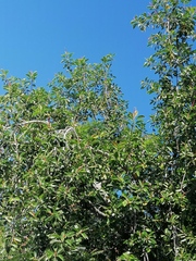 Ficus elastica