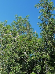 Ficus elastica