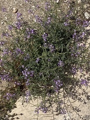 Matthiola tricuspidata