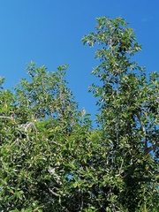 Ficus elastica