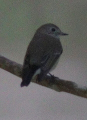 Ficedula