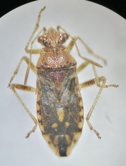Rhopalus parumpunctatus