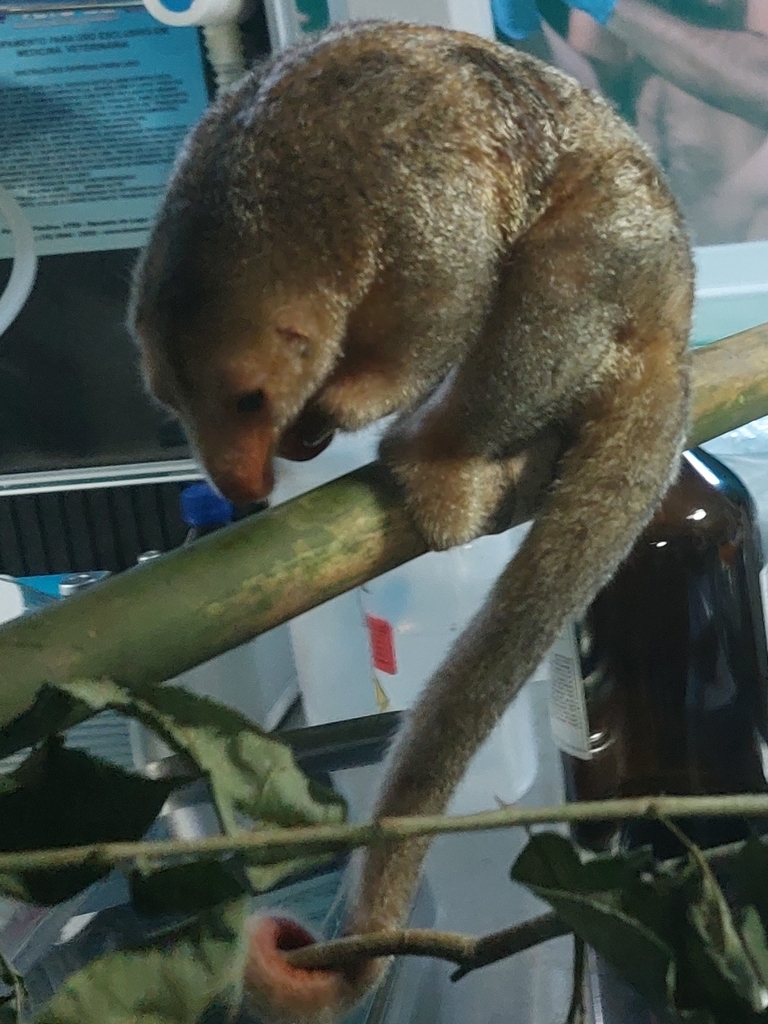 Rio Negro Silky Anteater