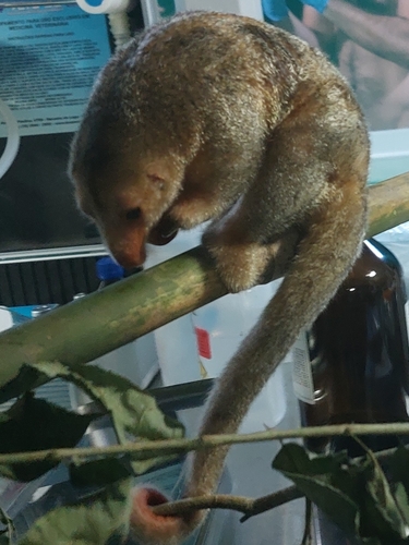Rio Negro Silky Anteater