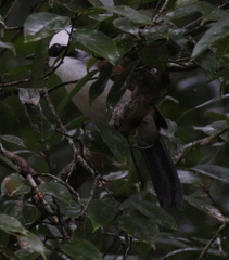 Garrulax leucolophus