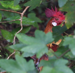 Gallus gallus gallus