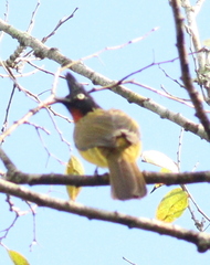 Rubigula flaviventris