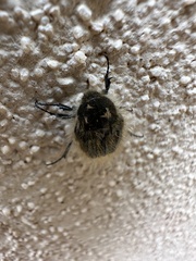 Tropinota squalida