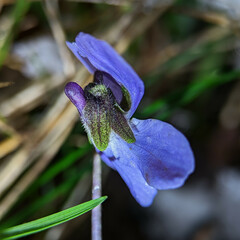 Viola hirta