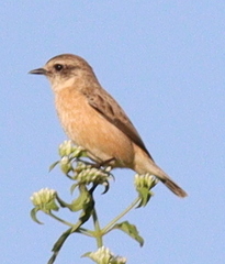 Saxicola stejnegeri