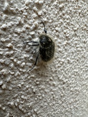 Tropinota squalida