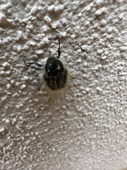 Tropinota squalida
