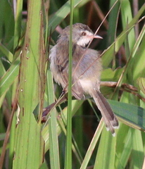 Prinia
