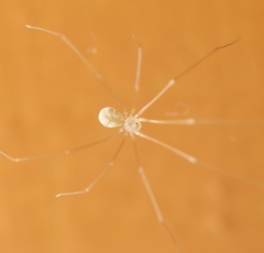 Micropholcus fauroti
