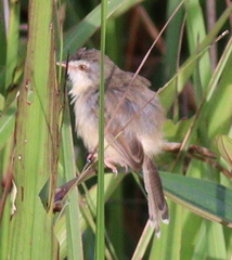 Prinia