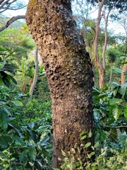 Hura crepitans
