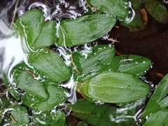 Potamogeton polygonifolius
