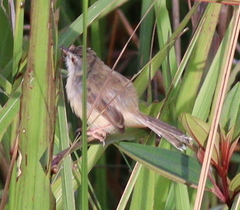 Prinia